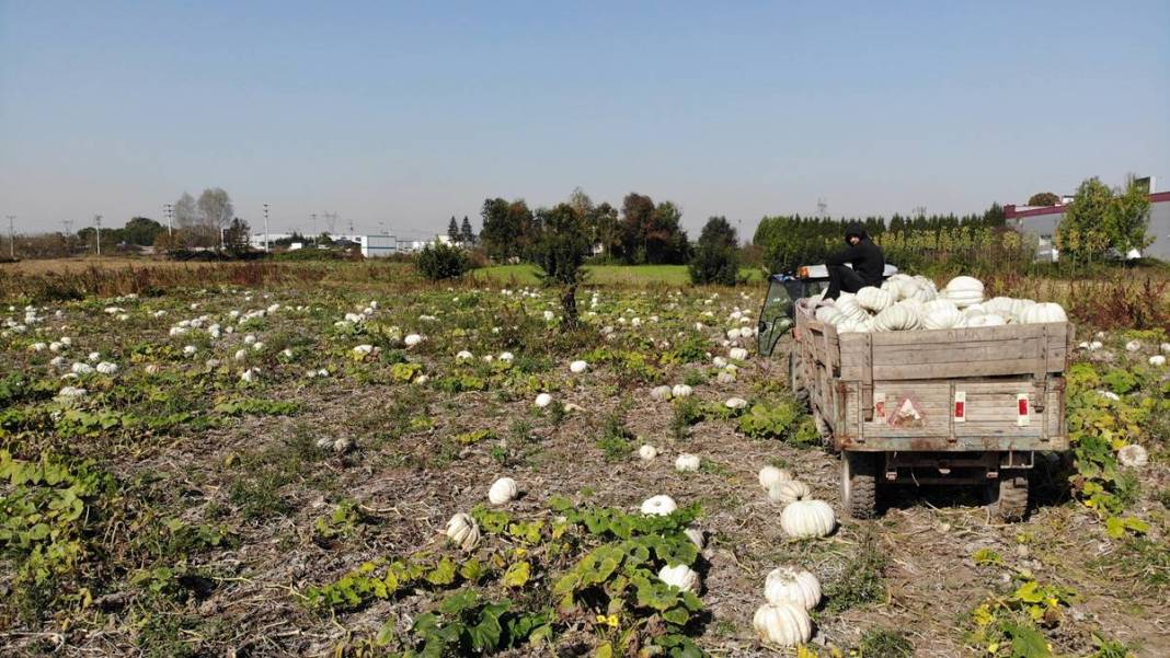 O ilimizde yetişiyor: Almanlar ve İtalyanlar kapış kapış alıyor! Çorba, lokum, marmelat, reçel yapılıyor 9